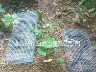 禪城文華公園捕蛇、抓蛇