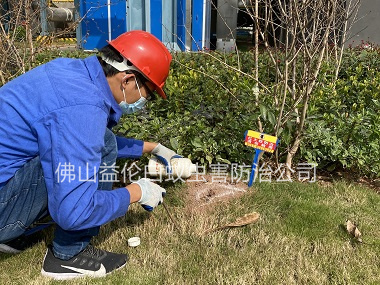 順德區紅火蟻防治案例