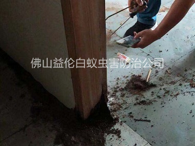 高明房屋滅治白蟻