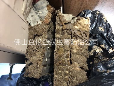 白坭鎮白蟻巢滅治工程